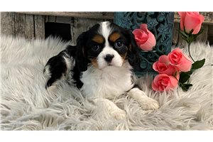 Mallory - puppy for sale
