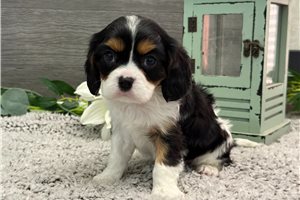 Brooks - puppy for sale