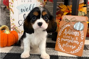 Cedric - Cavalier King Charles Spaniel for sale