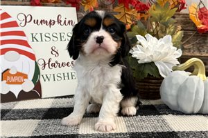 Cedric - puppy for sale