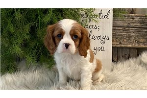Lincoln - Cavalier King Charles Spaniel for sale