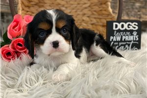 Evelyn - Cavalier King Charles Spaniel for sale