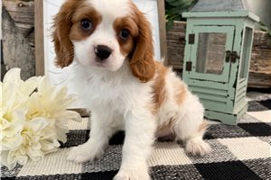 Benjamin - Cavalier King Charles Spaniel for sale