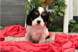 Brielle - puppy for sale