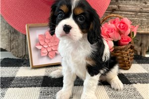 Grace - Cavalier King Charles Spaniel for sale