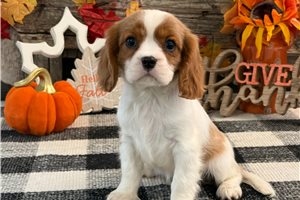 Cleo - Cavalier King Charles Spaniel for sale