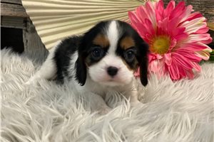 Emma - Cavalier King Charles Spaniel for sale