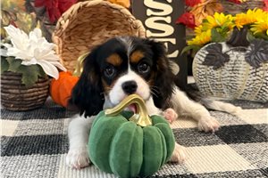 Cedric - Cavalier King Charles Spaniel for sale