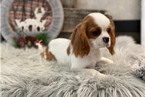 Charles - Cavalier King Charles Spaniel for sale