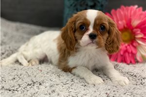 Alexis - Cavalier King Charles Spaniel for sale