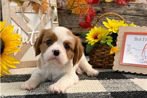 Cresslyn - puppy for sale