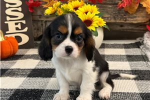 Cisco - Cavalier King Charles Spaniel for sale