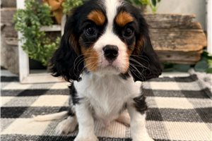 Gerry - Cavalier King Charles Spaniel for sale