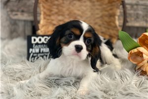Lewis - Cavalier King Charles Spaniel for sale
