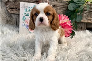 Zara - Cavalier King Charles Spaniel for sale