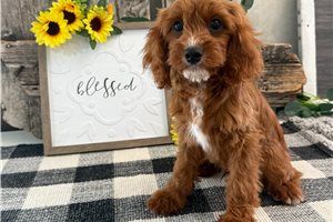Nash - puppy for sale