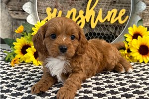 Pike - Cavapoo for sale