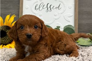 Parker - Cavapoo for sale