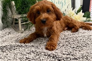 Parker - Cavapoo for sale