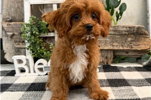 Nico - Cavapoo for sale