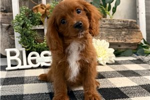 Cisco - Cavapoo for sale