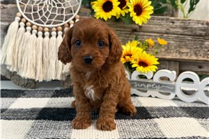 Callum - Cavapoo for sale
