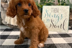 Nyla - Cavapoo for sale