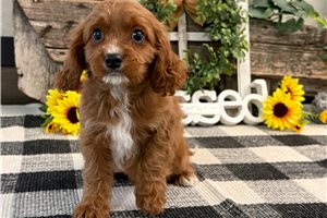Nash - Cavapoo for sale