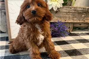Parker - puppy for sale