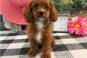 Nova - Cavapoo for sale