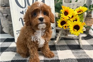 Alister - Cavapoo for sale