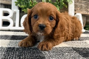 Cisco - puppy for sale