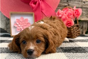 Pearl - Cavapoo for sale