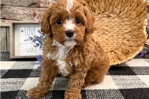 Alister - Cavapoo for sale