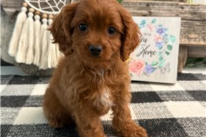 Callum - Cavapoo for sale