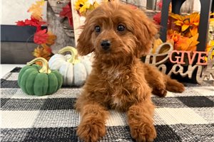 Cashew - Cavapoo for sale