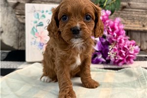 Nova - puppy for sale