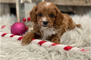 Teegan - puppy for sale