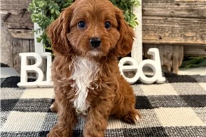 Pike - Cavapoo for sale