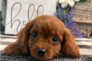 Cashew - Cavapoo for sale