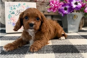 Nova - Cavapoo for sale
