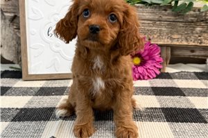 Nyla - Cavapoo for sale