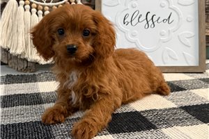 Cashew - Cavapoo for sale