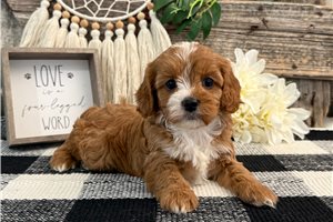 Lila - puppy for sale