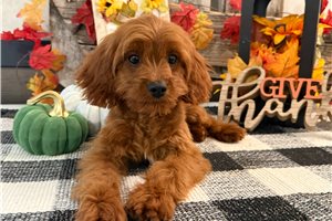 Callum - Cavapoo, placed in Fort Wayne