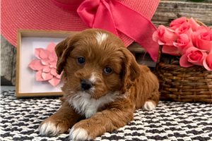Pearl - puppy for sale