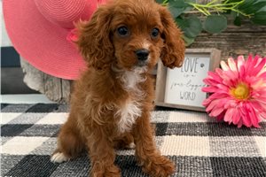 Nova - puppy for sale