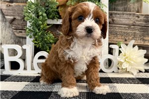 Leta - Cavapoo for sale