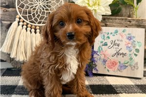 Pike - Cavapoo for sale