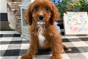 Nash - Cavapoo for sale